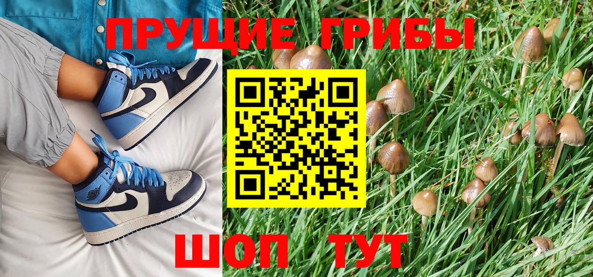 Галлюциногенные грибы Psilocybe Псков